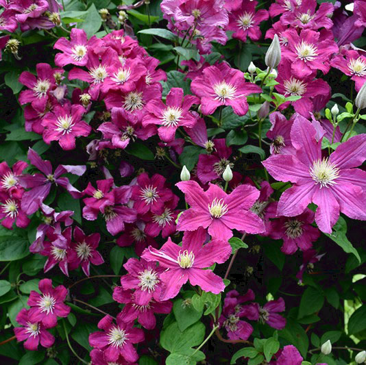 Barbara Harrington Clematis