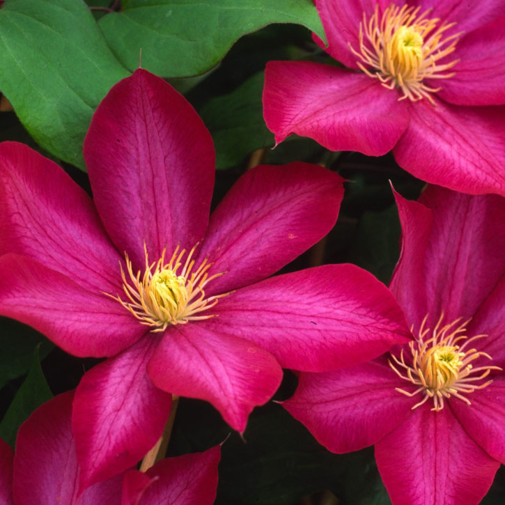 Bourbon Clematis