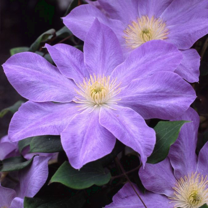 Diana's Delight Clematis