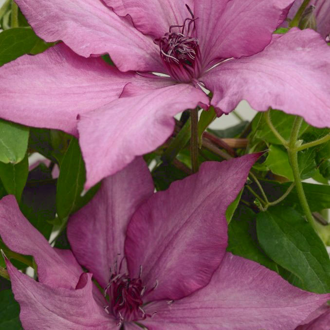 Giselle Clematis