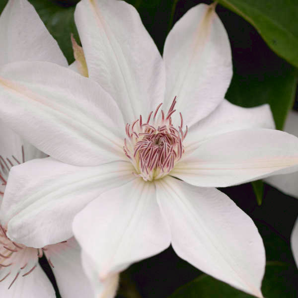 Henryi Clematis