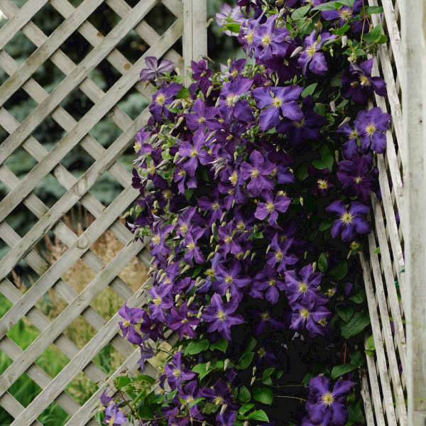 Jackmanii Clematis