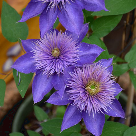 Multi Blue Clematis