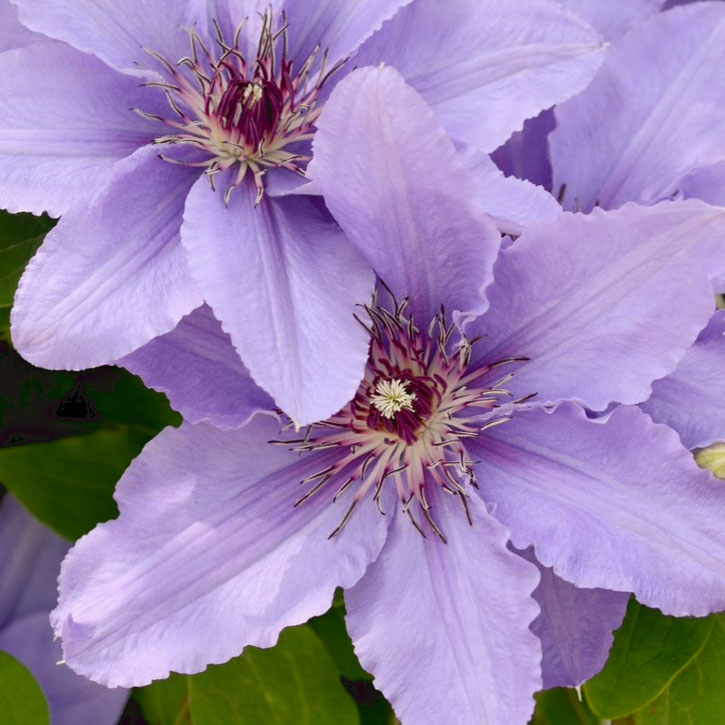 Parisenne Clematis