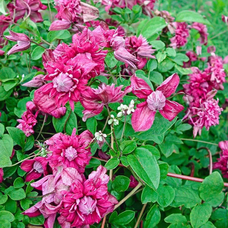 Plena Elegans Clematis