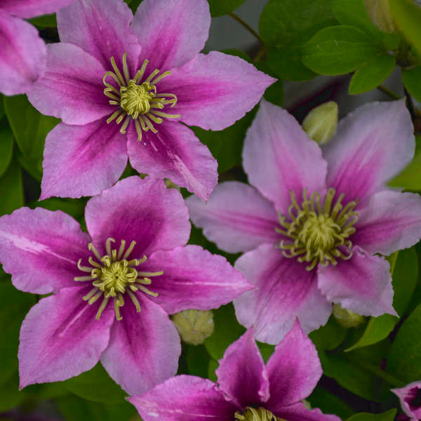 Piilu Clematis