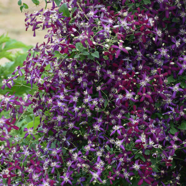 Sweet Summer Love Clematis