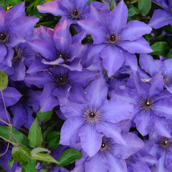 The President Clematis