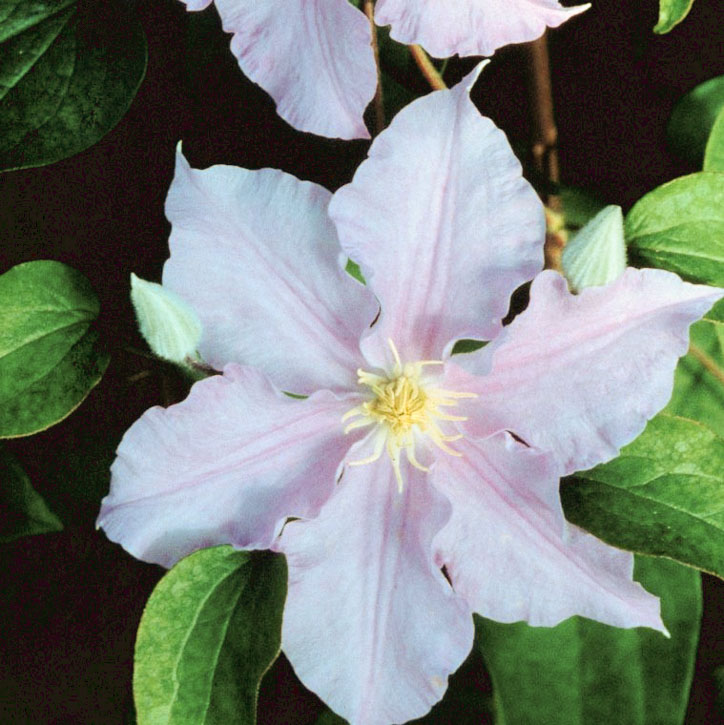 Will Goodwin Clematis