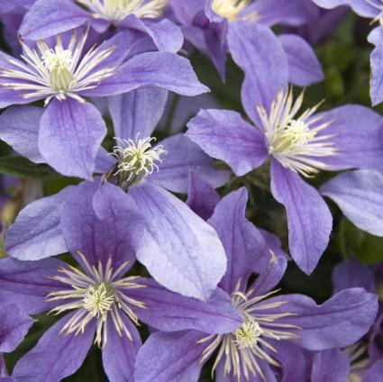 Arabella Clematis