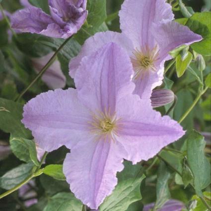 Blue Angel Clematis