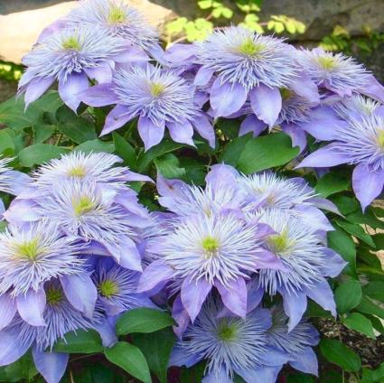 Crystal Fountain Clematis