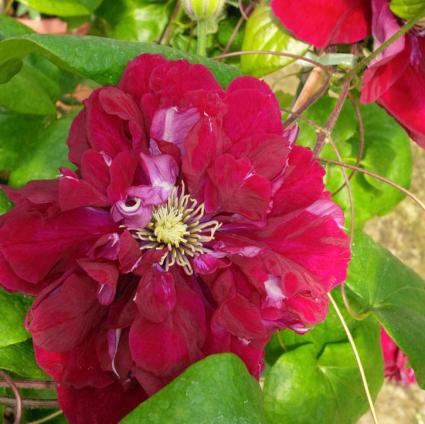 Charmaine Clematis