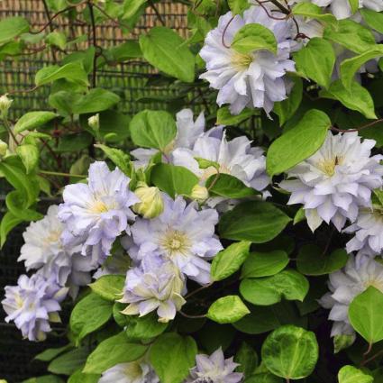 Diamond Ball Clematis