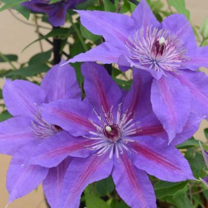 Edda Clematis