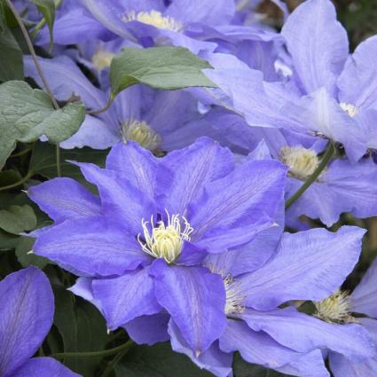 H. F. Young Clematis