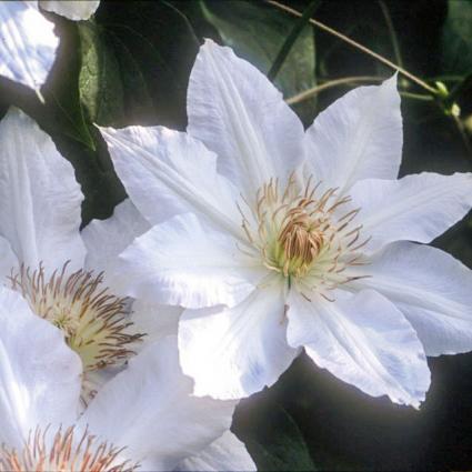 Hyde Hall Clematis