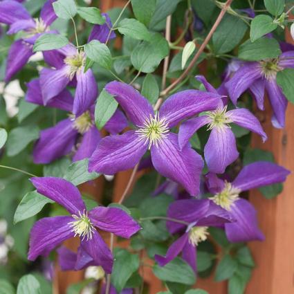 Happy Jack Purple Clematis