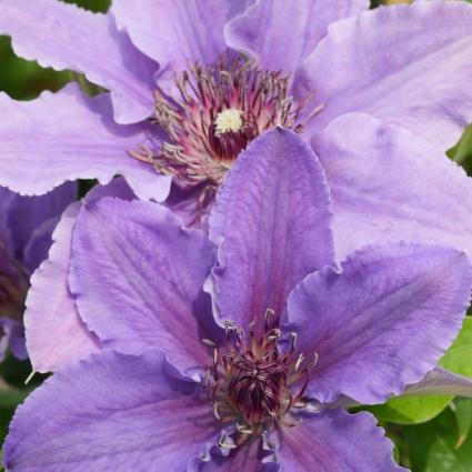 Ines Clematis