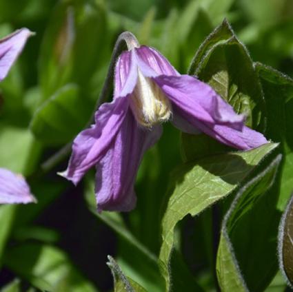 Mongolian Bells Clematis