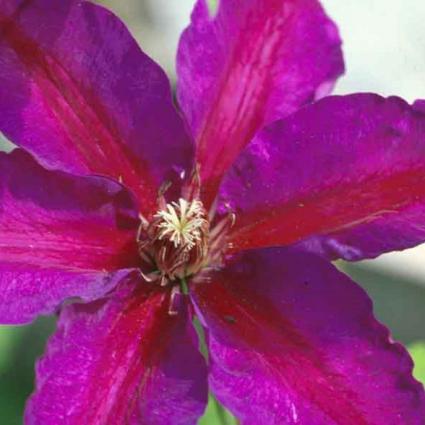 Mrs. N. Thompson Clematis