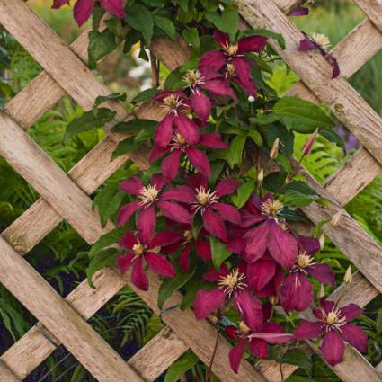 Niobe Clematis