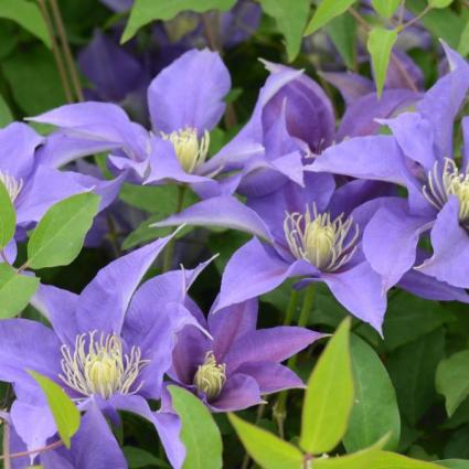 Olympia Clematis