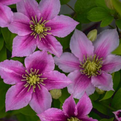 Piilu Clematis