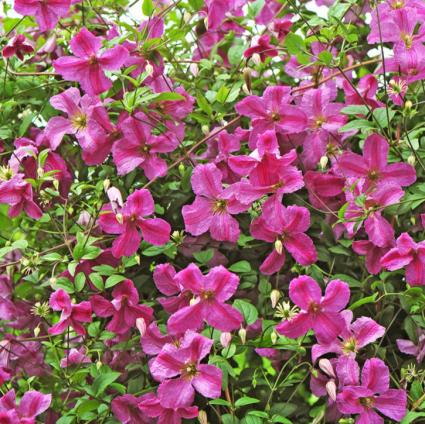 Pink Mink Clematis