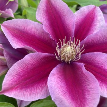 Poseidon Clematis