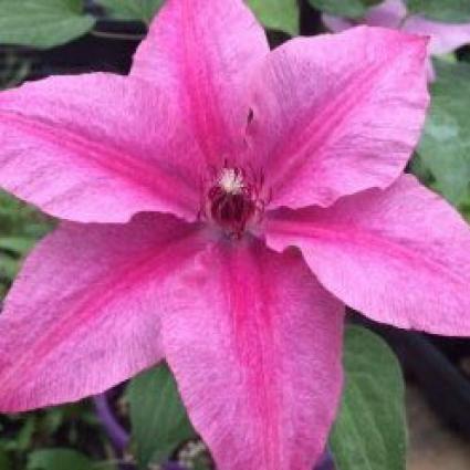 Rosalie Clematis