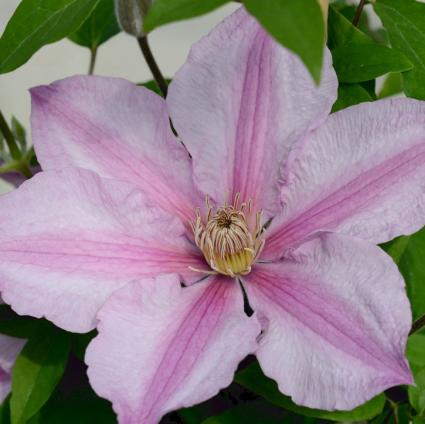 Sally Clematis