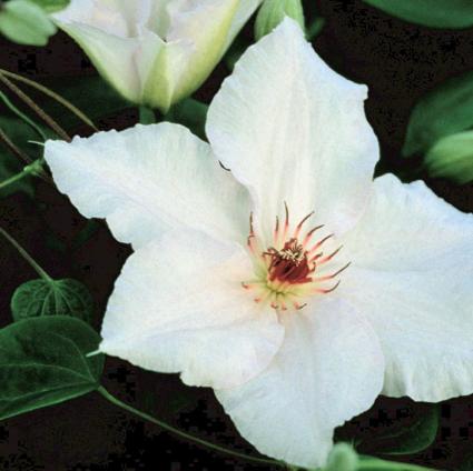 Snow Queen Clematis