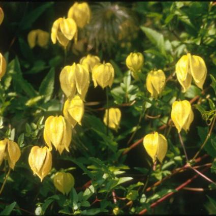 Tangutica Clematis