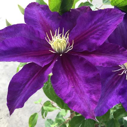 The Duchess of Cornwall Clematis