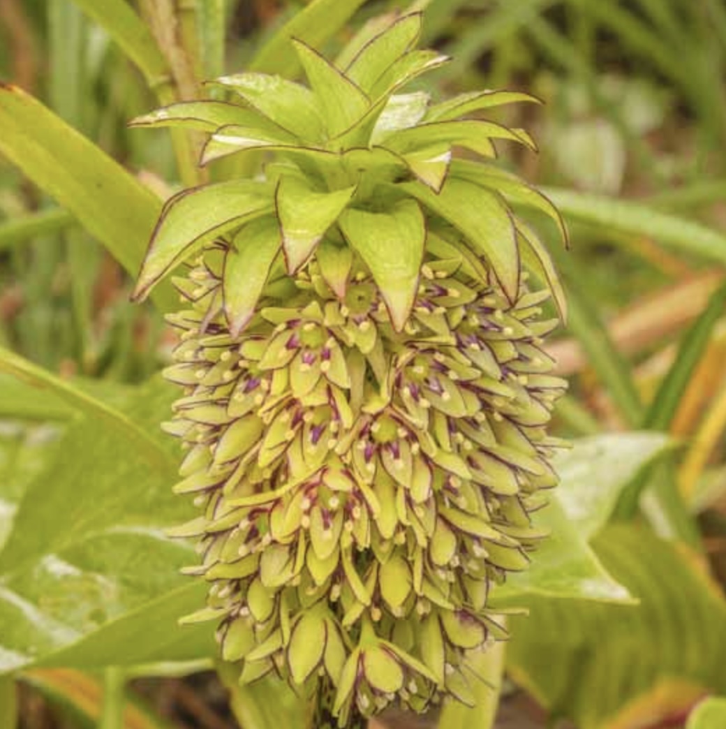 Eucomis Bicolor Bulb  (1 Bulb)