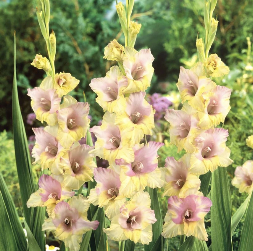 Mon Amour Gladiolus Bulbs (10 Bulbs)
