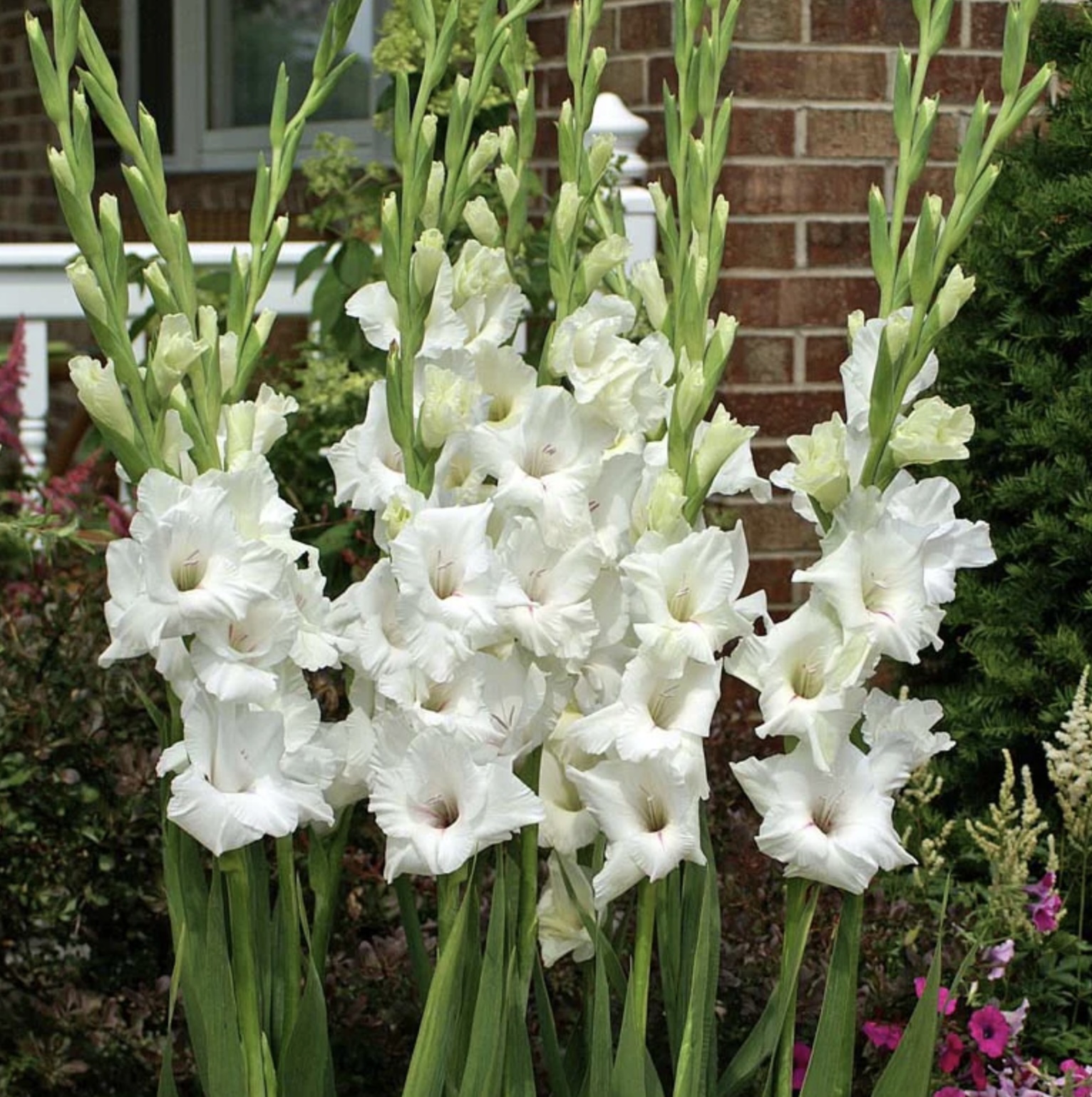 White Prosperity Gladiolus Blubs  (10 Bulbs)