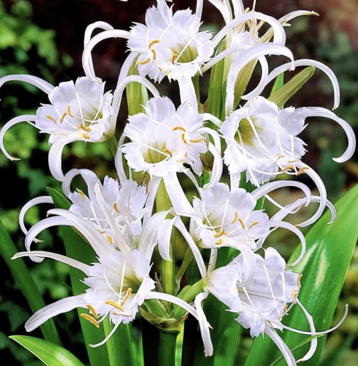 Ismene (Hymenocallis) Festalis Bulb (1 Bulb)