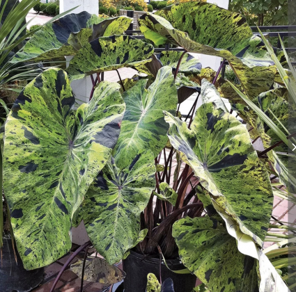 Mojito Elephant Ear Bulb (1 Bulb)