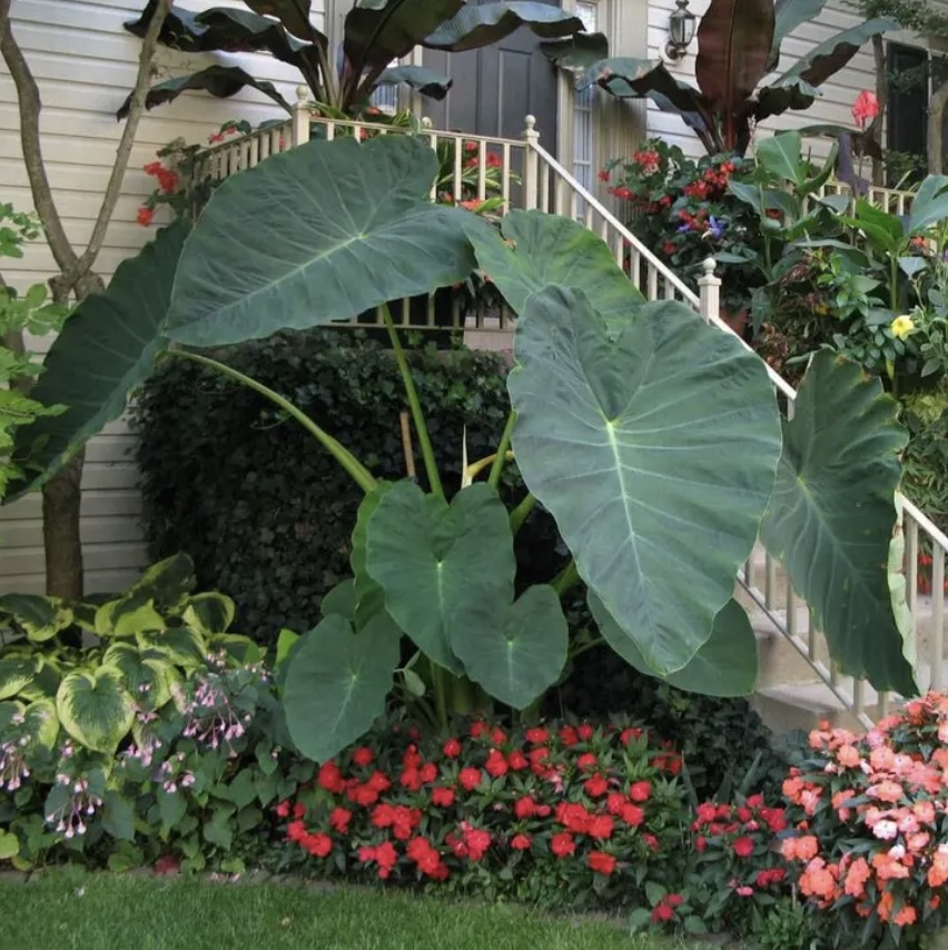 Jack's Giant Elephant Ears Bulb (1 Bulb)