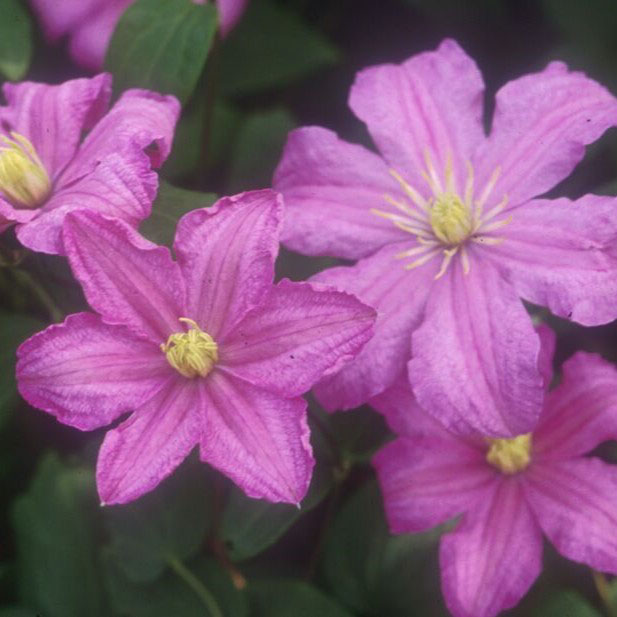 Comtesse de Bouchaud Clematis