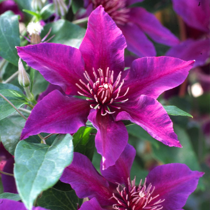 Fleuri Clematis