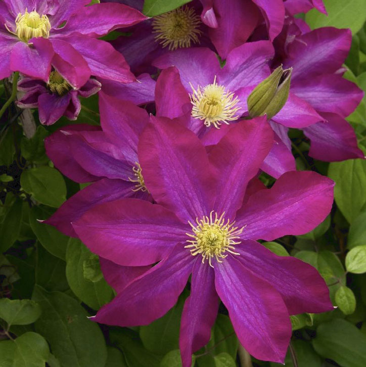 Pink Champagne Clematis