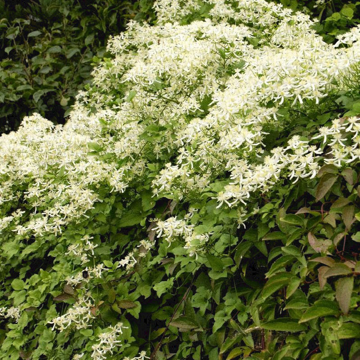 Sweet Autumn/Paniculata Clematis