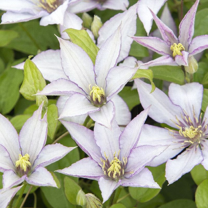 Samaritan Jo Clematis