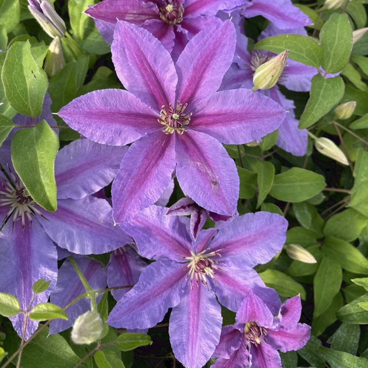 Tumaini Clematis