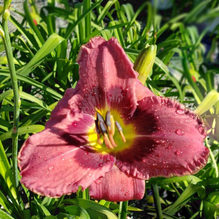 Always Afternoon Daylily 1G