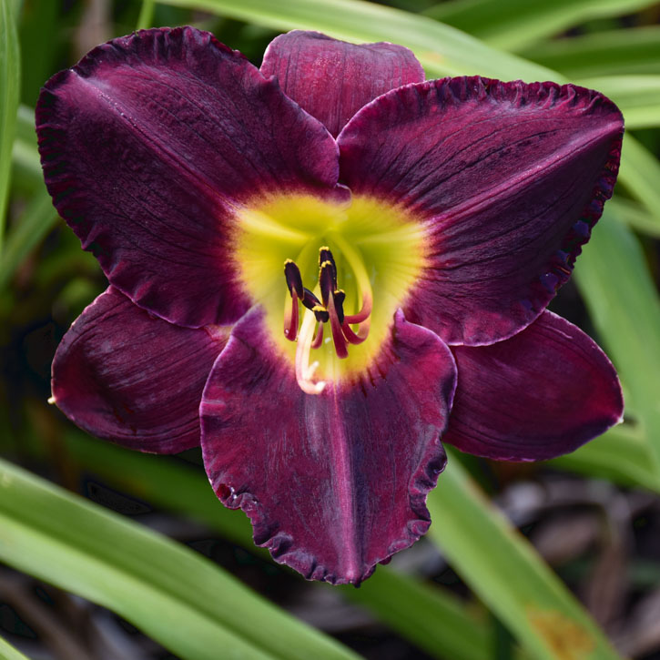 Bela Lugosi Daylily