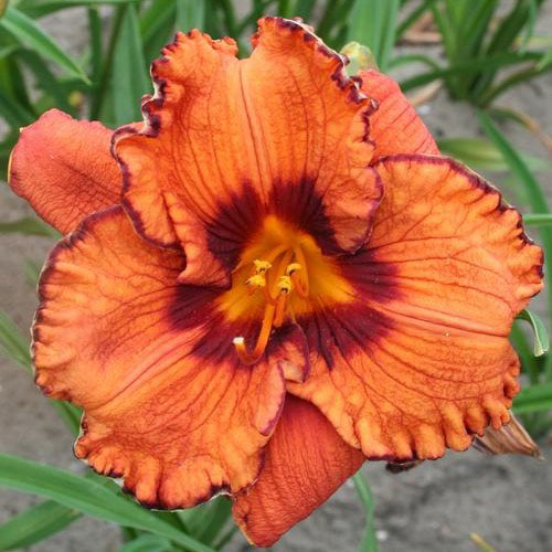 Blaze of Glory Daylily